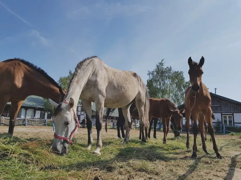 Stwórz horse farm gra i zarządzaj wymarzoną stadniną koni online